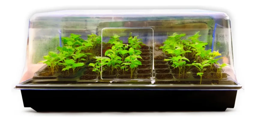 Imagem de bandejas de mudas verdes protegidas por um mini estufa, ideal para cultivo usando ferramentas de jardinagem.